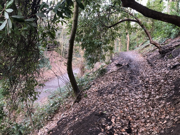 A leaf-covered rough path at a high level.