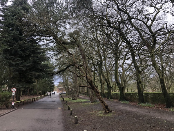 A line of trees along the entrance path to Calderstones Park