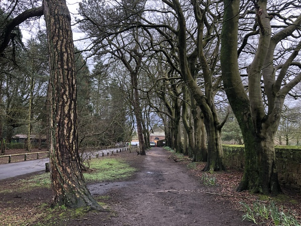 A line of trees along the entrance path to Calderstones Park