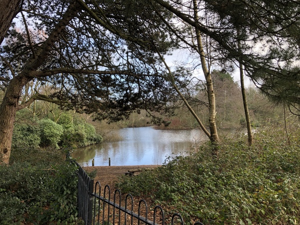 A view of the lake in Calderstones Park through some rrees