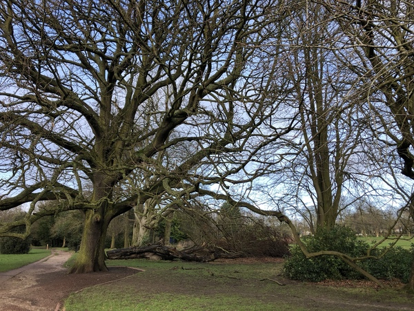 Trees in Calderstones Park