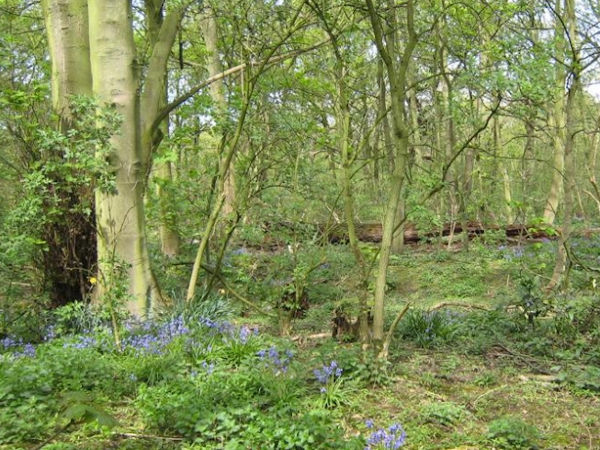 A thick forest with bluebells in the foreground